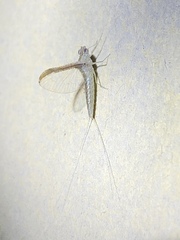 Callibaetis floridanus