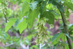 Acer negundo interius