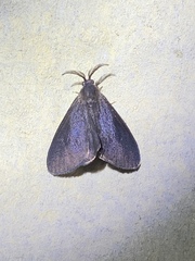 Cryptothelea gloverii