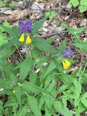 Melampyrum nemorosum