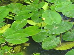 Calopteryx splendens