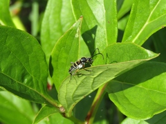 Lepturini