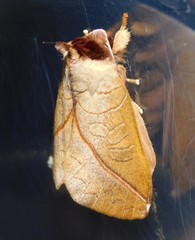 Peratodonta heterogyna