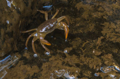 Barytelphusa cunicularis