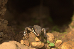 Ophisops beddomei