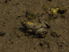 Euphlyctis cyanophlyctis