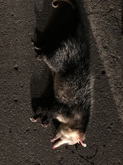 Didelphis pernigra