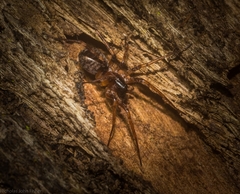 Battalus adamparsonsi