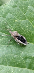 Anasa tristis