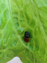 Aphodius