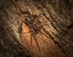 Battalus adamparsonsi