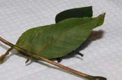 Peratodonta heterogyna