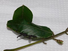 Peratodonta heterogyna