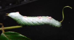 Peratodonta heterogyna