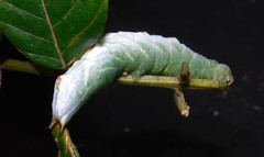 Peratodonta heterogyna