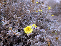 Pulicaria burchardii burchardii