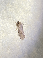Acrolophus plumifrontella