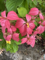 Magnoliopsida