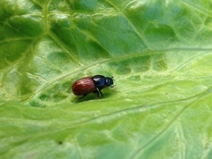 Aphodius