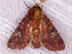 Sideridis congermana