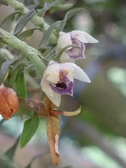 Dichaea