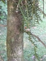 Dichaea