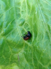 Aphodius