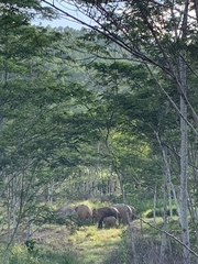 Elephas maximus borneensis