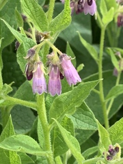 Symphytum × uplandicum