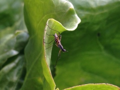 Micropeza corrigiolata