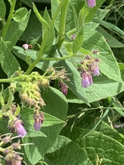 Symphytum × uplandicum