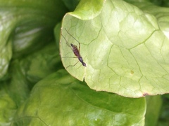 Micropeza corrigiolata