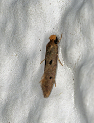 Tinea trinotella