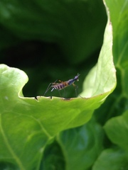 Micropeza corrigiolata
