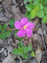Heterotis rotundifolia