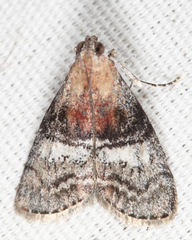 Pococera maritimalis