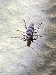 Acanthocinus obsoletus