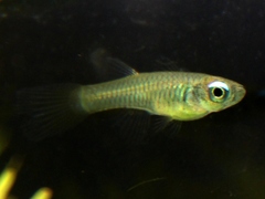 Norman's Lampeye photo 2
