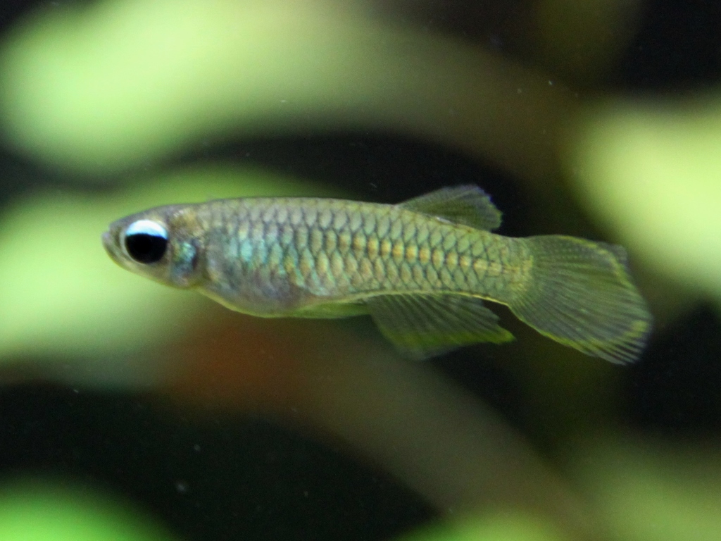 Norman's Lampeye