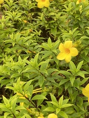 Allamanda cathartica