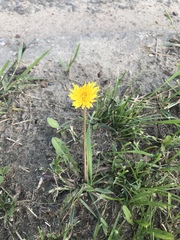 Taraxacum officinale