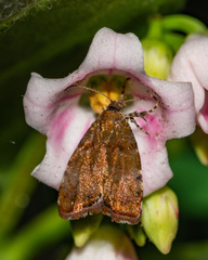 Choreutis pariana