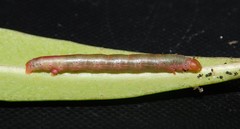Collix foraminata