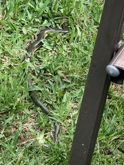 Ophisaurus ventralis