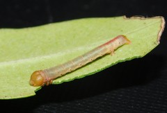 Collix foraminata