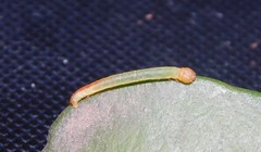 Collix foraminata