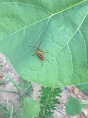 Typocerus velutinus