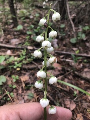 Pyrola media