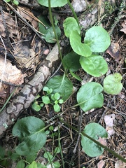 Pyrola media