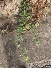 Desmanthus acuminatus